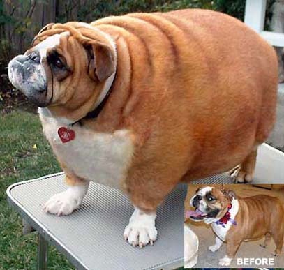 Fat Dogs