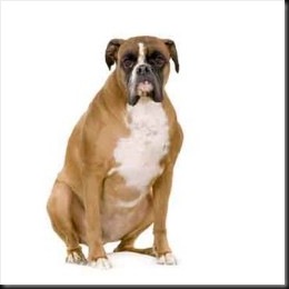 boxer_obese