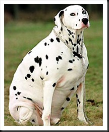 fat-dalmatian