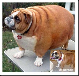 fat-doggy