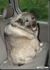 fat-dog-incar