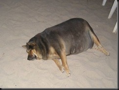 fat dog-on-sand
